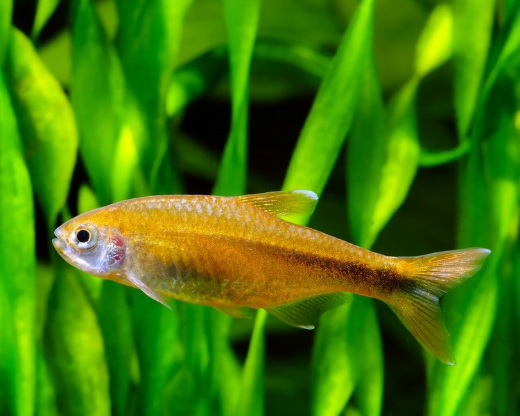 Silvertip Tetra ~ 2cm - 3cm